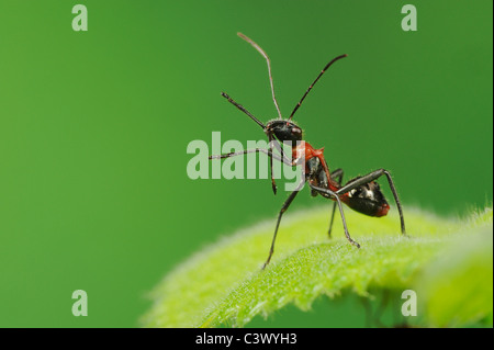 Bug à tête large (Hyalymenus tarsatus), nymphe sur feuille, mimétisme ant, Comal Comté, Hill Country, Centre du Texas, USA Banque D'Images