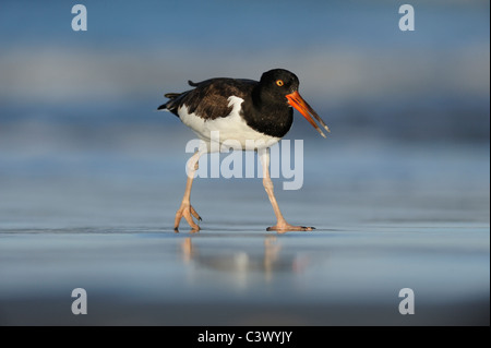 Huîtrier d'Amérique (Haematopus palliatus), immature, Port Aransas, Mustang Island, la côte du Texas, USA Banque D'Images