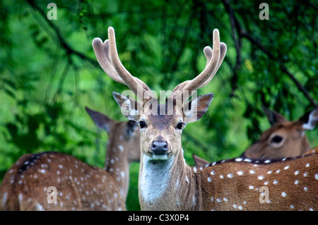 Close-up male spotted deer Parc national de Yala le sud du Sri Lanka Banque D'Images