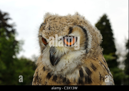 Jeune Indien Eagle Owl Bubo bengalensis Banque D'Images