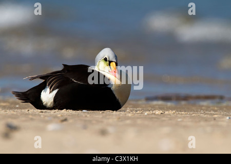 L'Eider à tête grise des profils drake Banque D'Images