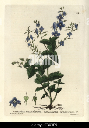 Germander speedwell, Veronica chamaedrys. Banque D'Images