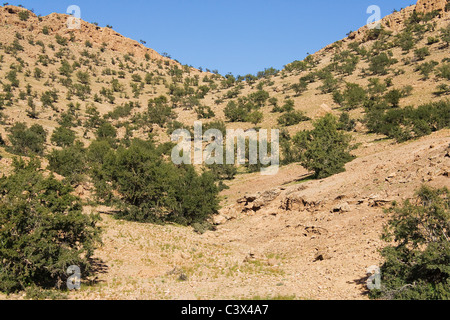 Plus de pente de montagne-cultivées avec des arbres d'argan (Argania spinosa) dans l'Anti-Atlas au sud-ouest du Maroc. Banque D'Images