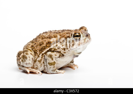 Crapaud des steppes (Anaxyrus cognatus, anciennement Bufo cognatus), en Amérique du Nord sur fond blanc Banque D'Images