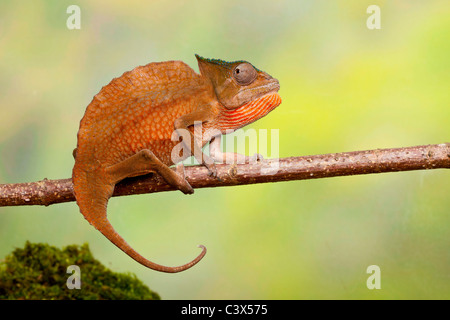 Cormoran à caméléon, Trioceros cristatus cristatus, anciennement Chamaeleo, homme, l'Afrique de l'Ouest Banque D'Images