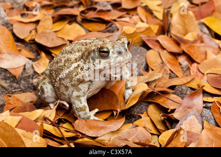 Crapaud des steppes Anaxyrus cognatus anciennement Bufo cognatus Banque D'Images