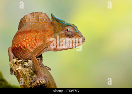 Cormoran à caméléon, Trioceros cristatus cristatus, anciennement Chamaeleo, homme, l'Afrique de l'Ouest Banque D'Images