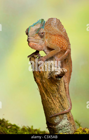 Cormoran à caméléon, Trioceros cristatus cristatus, anciennement Chamaeleo, homme, l'Afrique de l'Ouest Banque D'Images