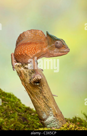 Cormoran à caméléon, Trioceros cristatus cristatus, anciennement Chamaeleo, homme, l'Afrique de l'Ouest Banque D'Images