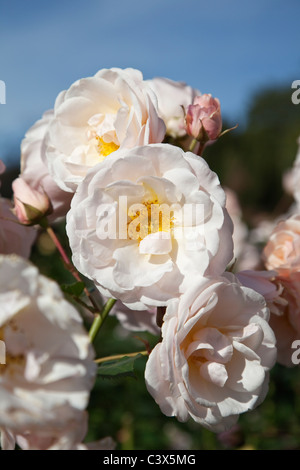 Rosa 'Belle Dame' Banque D'Images