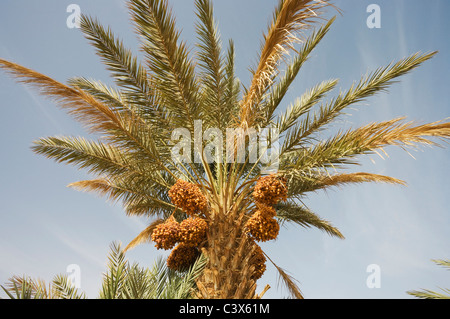 Palmier dattier (Phoenix dactylifera) avec des grappes de dattes mûres prêtes à être récoltées. Le Maroc. Banque D'Images