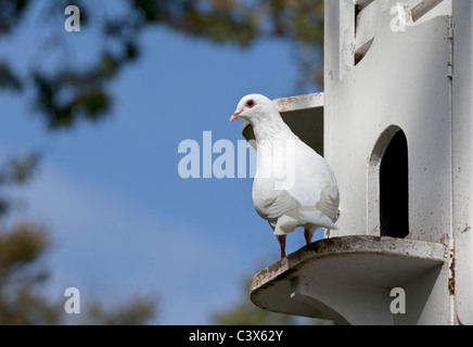 White Dove in Ornate Bird Cote Banque D'Images