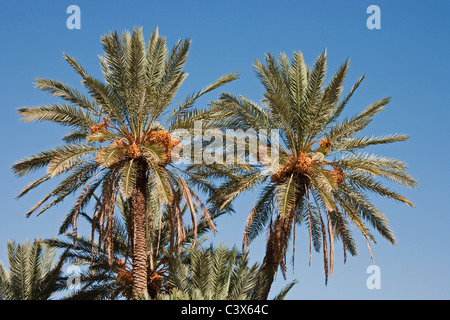 Palmier dattier (Phoenix dactylifera) avec des grappes de dattes mûres prêtes à être récoltées. Le Maroc. Banque D'Images