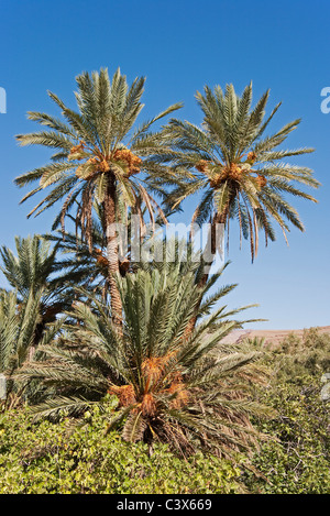 Palmier dattier (Phoenix dactylifera) avec des grappes de dattes mûres prêtes à être récoltées. Le Maroc. Banque D'Images