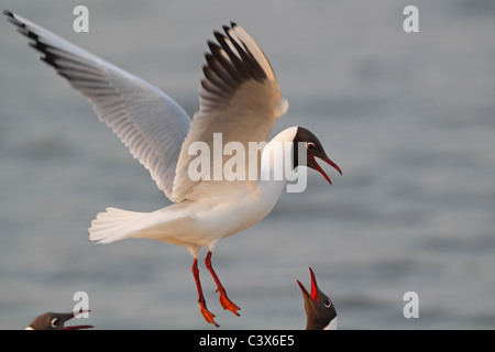 Mouette rieuse Chroicocephalus ridibundus flight landing Banque D'Images