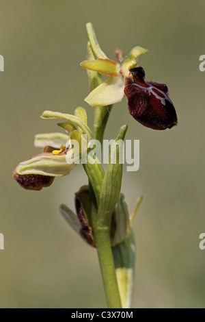 L'Orchidée Araignée Ophrys sphegodes Banque D'Images