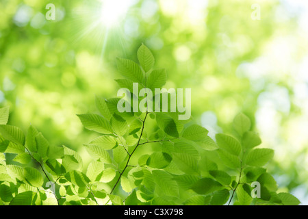 Arbre, close-up, Chiba Prefecture, Honshu, Japan Banque D'Images