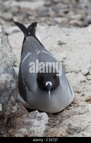 Le repos (Mouette à queue fourchue Creagrus furcatus), îles Galapagos, Equateur Banque D'Images