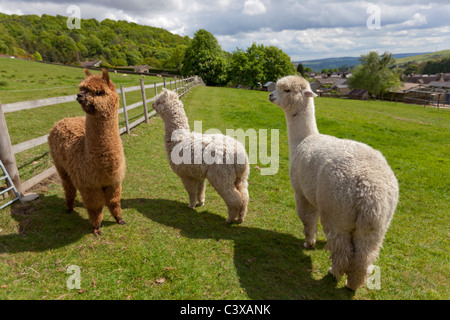 Alpagas Vicugna pacos dans une ferme à Eyam Derbyshire Peak District National Park Angleterre GB UK Europe Banque D'Images