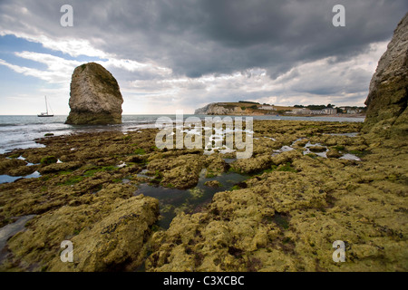 Plate-forme Wave Cut, Fossil, Paléontologie, Freshwater Bay, Ile de Wight, Angleterre, Royaume-Uni, plage. Géologie, Banque D'Images