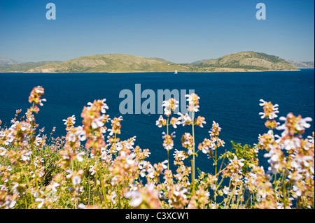 Fleurs sauvages dans le Parc National de Dilek Yarimadasi Kusadasi Turquie Banque D'Images