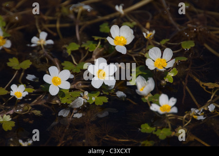 Crowfoot, de l'eau et de l'eau sauvages de plantes de tourbière Banque D'Images