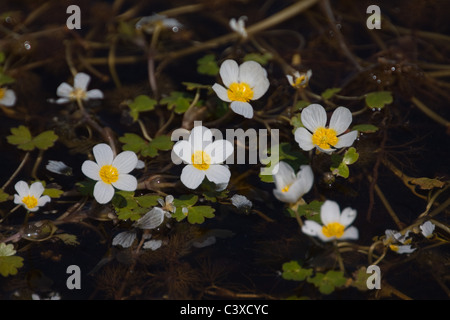 Crowfoot, de l'eau et de l'eau sauvages de plantes de tourbière Banque D'Images