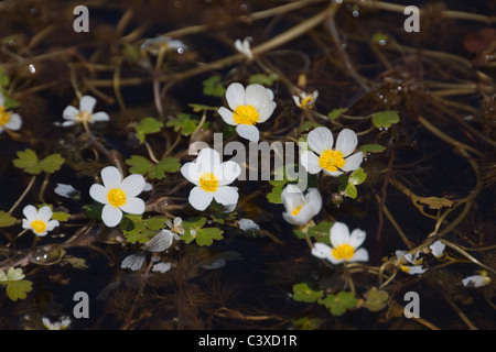 Crowfoot, de l'eau et de l'eau sauvages de plantes de tourbière Banque D'Images