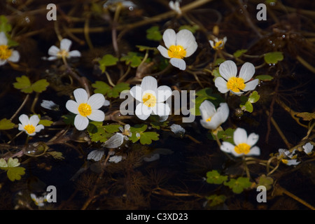 Crowfoot, de l'eau et de l'eau sauvages de plantes de tourbière Banque D'Images