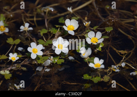 Crowfoot, de l'eau et de l'eau sauvages de plantes de tourbière Banque D'Images