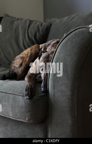 Un chien lévrier allongé sur un canapé. Banque D'Images