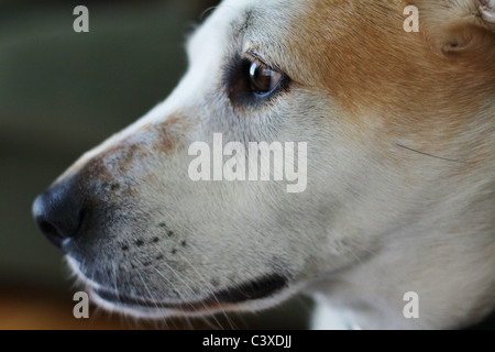 Un gros plan d'un chien au visage de profil. Banque D'Images