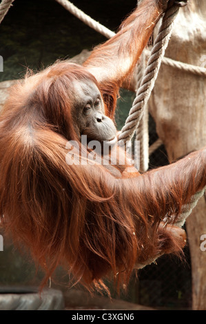 Dans l'orang-outan du Jardin des Plantes - Paris Banque D'Images