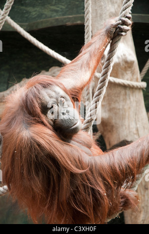 Dans l'orang-outan du Jardin des Plantes - Paris Banque D'Images