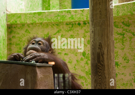 Dans l'orang-outan du Jardin des Plantes - Paris Banque D'Images