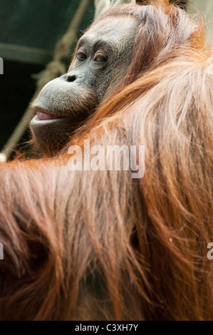 Dans l'orang-outan du Jardin des Plantes - Paris Banque D'Images