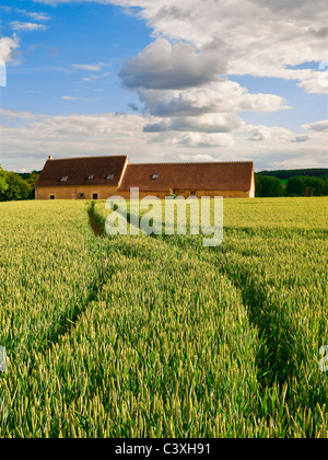 Les voies des roues du tracteur en champ de maïs / seigle dans la campagne française - Indre-et-Loire, France. Banque D'Images