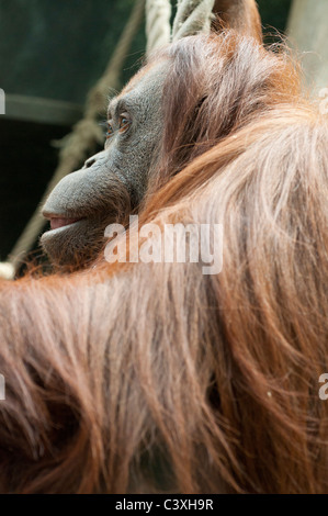 Dans l'orang-outan du Jardin des Plantes - Paris Banque D'Images