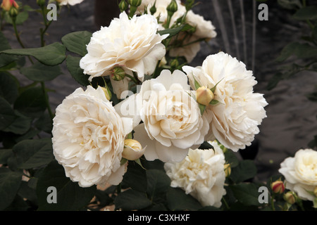 Rosa William et Catherine, David Austin Rose Chelsea Flower Show 2011 Banque D'Images