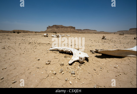 Arabian Dromadaire (Camelus dromedarius) des os dans le désert de sable à l'extérieur de l'Arabie saoudite Riyadh Banque D'Images