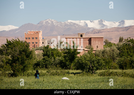 Les femmes travaillant dans les champs de roses El Kelaa M'Gouna, Maroc Banque D'Images