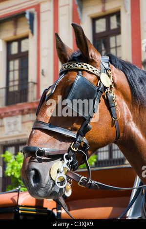 La tête d'un cheval alezan en attente dans le soleil de midi pour tirer un transport touristique. Séville, Espagne. Tendit l'oreille. Banque D'Images