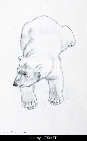 Ours blanc (Ursus maritimus) - fusain sur papier par Kurt Tessmann Banque D'Images