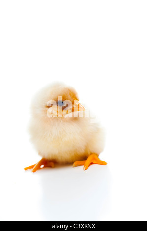 Adorable chick sur fond blanc Banque D'Images