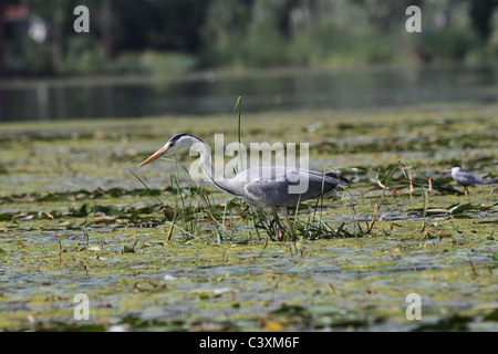 La pêche sur le lac héron gris Banque D'Images
