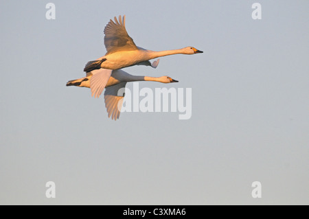 Paire de cygnes de Bewick Cygnus columbianus EN VOL Banque D'Images