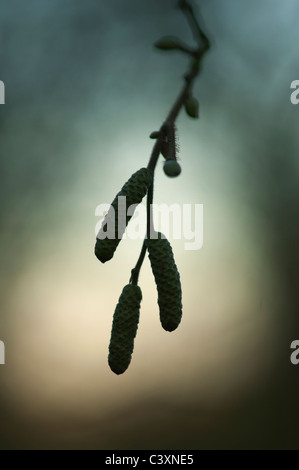 Chatons de noisetier commun (Corylus avellana) qui se profile au coucher du soleil, Kent, Angleterre, décembre. Banque D'Images