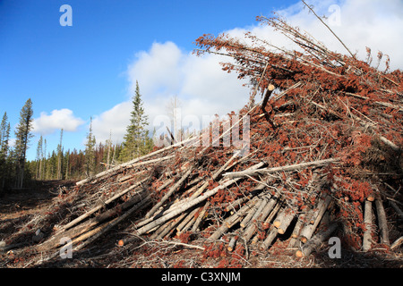 En rémanents blocs infestés par le dendroctone du pin ponderosa, Bulkley Valley, Colombie-Britannique Banque D'Images