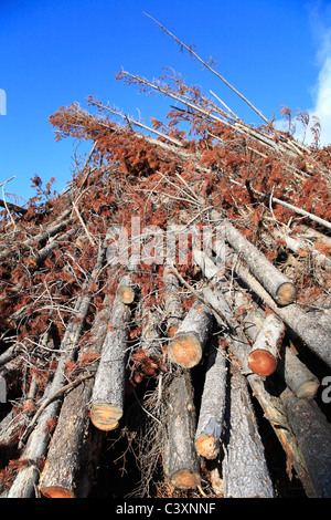 En rémanents blocs infestés par le dendroctone du pin ponderosa, Bulkley Valley, Colombie-Britannique Banque D'Images