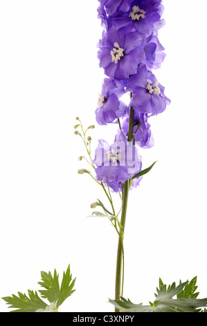 Delphinium plant isolé sur fond blanc Banque D'Images